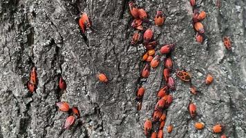 Many soldier beetles are crawling on the tree video