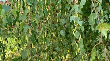 Birch branches move in the wind. a birch tree with earrings in a light breeze video