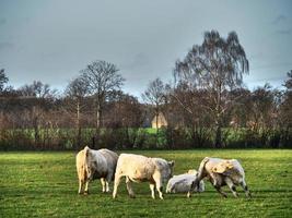 cows on a meadow in westphalia photo