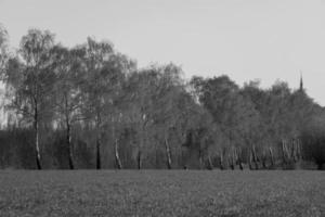 summer time near legden in westphalia photo