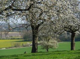 spring time in the german baumberge photo
