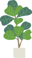 uit de vrije hand schetsen tekening van viool blad fig boom. png