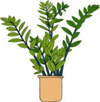 eenvoud zanzibar gem plant eenvoud uit de vrije hand tekenen plat ontwerp. png