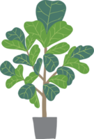 freehand sketch drawing of fiddle leaf fig tree. png