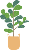 freehand sketch drawing of fiddle leaf fig tree. png