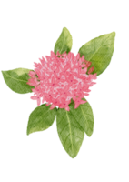 fleurs d'ixora roses.peinture à l'aquarelle dessinée à la main sur fond. png