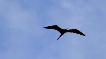 les oiseaux fregat volent sur fond de nuages de ciel bleu au mexique. video