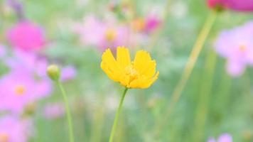 blühender hintergrund der blume, buntes und schönes blumenkonzept. video