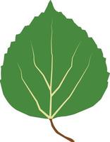 aspen leaf icon on white background. green leaf of Aspen. flat style. vector