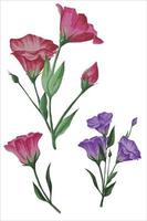 conjunto de flores lisianthus, vector eustoma