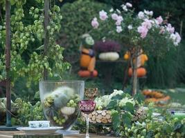 calabazas en el jardín foto