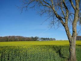 spring time in the german baumberge photo