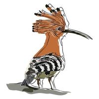 It's a beautiful common hoopoe  picture. vector