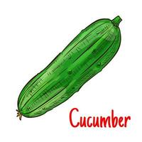 Green cucumber vegetable isolated sketch vector