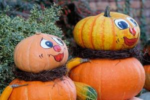 pumpkins in westphalia photo