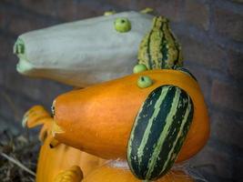 pumpkins in a german garden photo