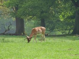 hiking in westphalia near duelmen photo