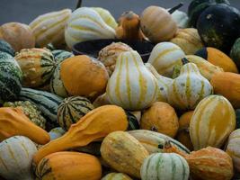 pumpkins in a german garden photo