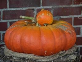 many pumpkins in the garden photo