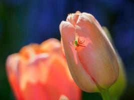 tulips in the garden photo