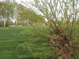 spring time in weseke germany photo