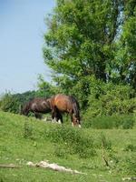 the german baumberge near billerbeck photo