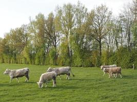 tiempo de primavera en weseke alemania foto