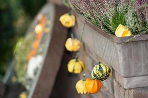 many pumpkins in the garden photo