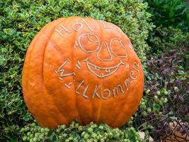 pumpkins in a german garden photo