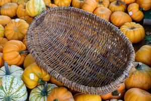 many orange pumpkins photo