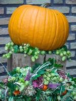 calabazas en un jardín alemán foto