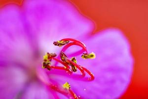 Beautiful red geranium with stamens. Macro shot. Horizontal view photo