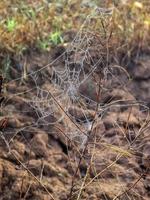 cobwebBeauty cobweb with raindrops on a plant in the field. Weather with fog. vertical view photo