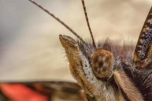 amazing butterfly head, close up photo