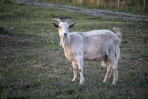 A goat on a farm on the green grass. Goat on pasture photo