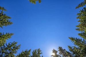 looking up to tall pines with clear blue sky and sun. Horizontal view photo