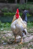 The great cock. Beautiful Cock walking in the yard. Vertical view photo