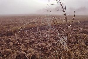 Beauty cobweb with raindrops on a plant in the field. Weather with fog photo