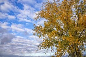 The beauty of autumn colour. Tree with yellow leaves and beauty sky. photo