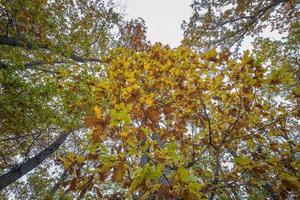 la belleza de los colores del otoño. vista desde abajo hacia arriba a hojas coloridas y hermoso cielo. foto