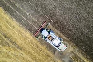 Aerial view drone of harvesting field with combine mows wheat.  Harvesting in the fields. Top view photo