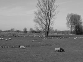 Westphalian landscape near Billerbeck photo