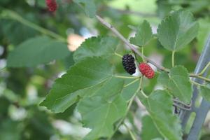 branches and fruits of the mulberry tree, mulberry, mulberry tree photo