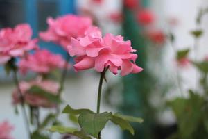 flores de rosa de cayna en el fondo del jardín foto