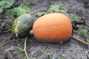 frutos de calabazas maduras de otoño en el jardín foto