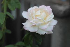 primer plano de flor rosa floreciente de color crema foto