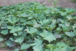 creepers with green leaves sweet potato plants in the garden photo