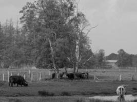 summer time in the german muensterland photo