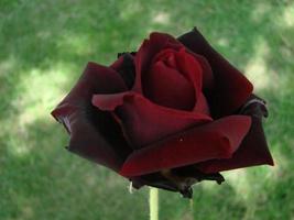 Bud, flower of a red varietal rose on the background of green grass in the garden, spring, summer, holiday, photo