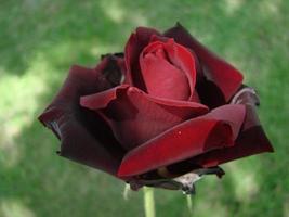 Bud, flower of a red varietal rose on the background of green grass in the garden, spring, summer, holiday, photo